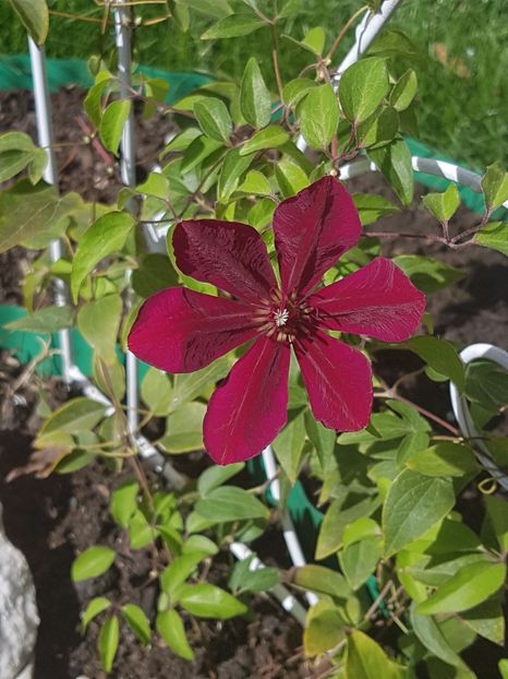 Clematita Westerplatte - Septembrie 2017