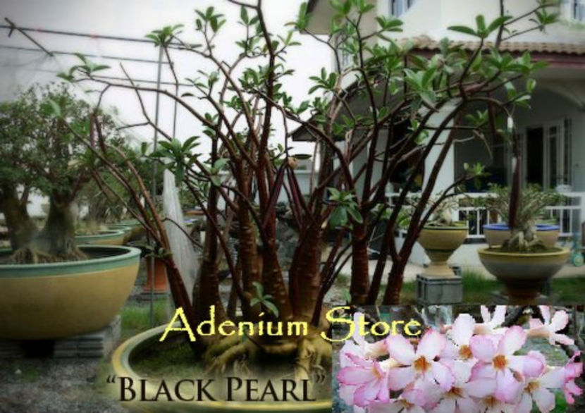adenium black pearl - ADENIUM cum vor arata