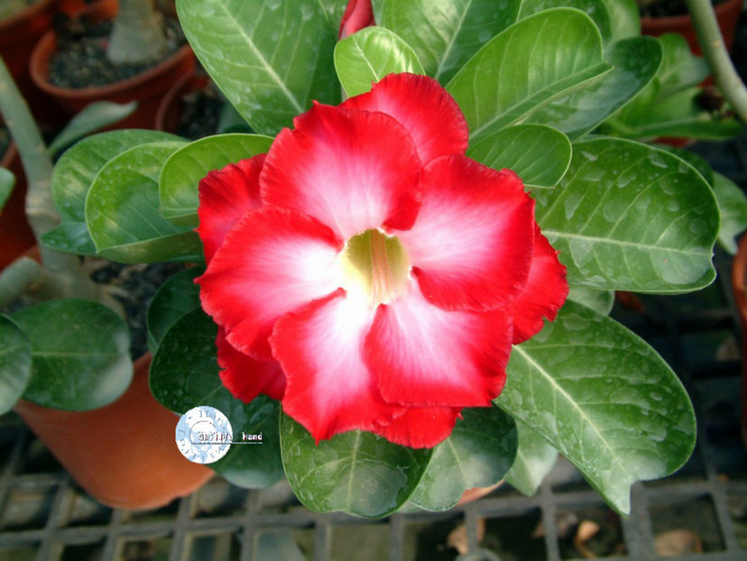 fragrant cloud - ADENIUM cum vor arata