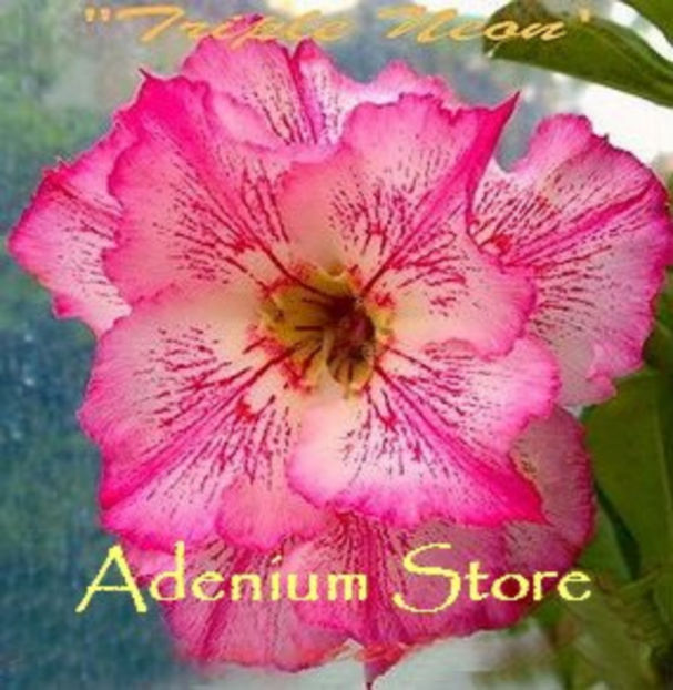 triple neon - ADENIUM cum vor arata