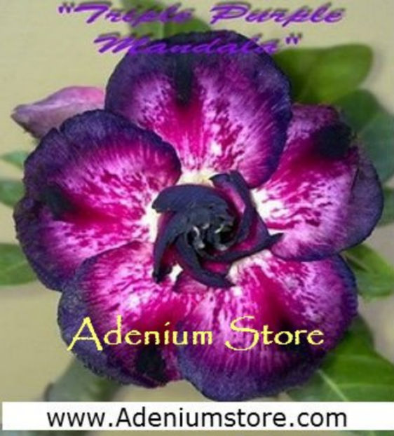 triple purple mandala - ADENIUM cum vor arata