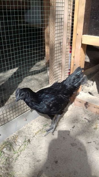 Picture 232 - 2017 Ayam Cemani - nu mai am