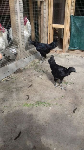 Picture 229 - 2017 Ayam Cemani - nu mai am