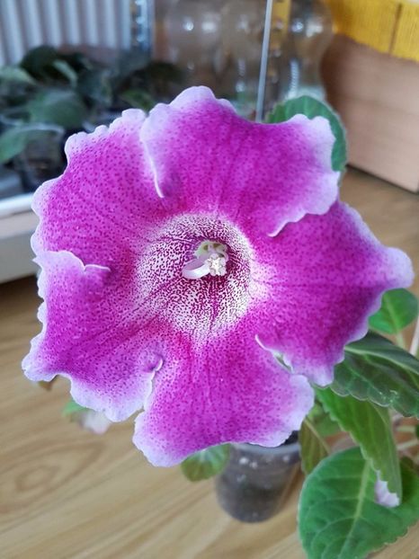 Tigrina Ciclam - GLOXINII 2017