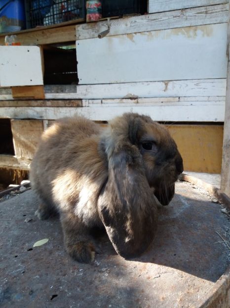 4,5 luni - Femela 6 Thuringer