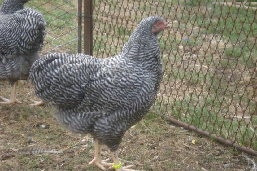  - WYANDOTTE BARAT 2017 - ARHIVA