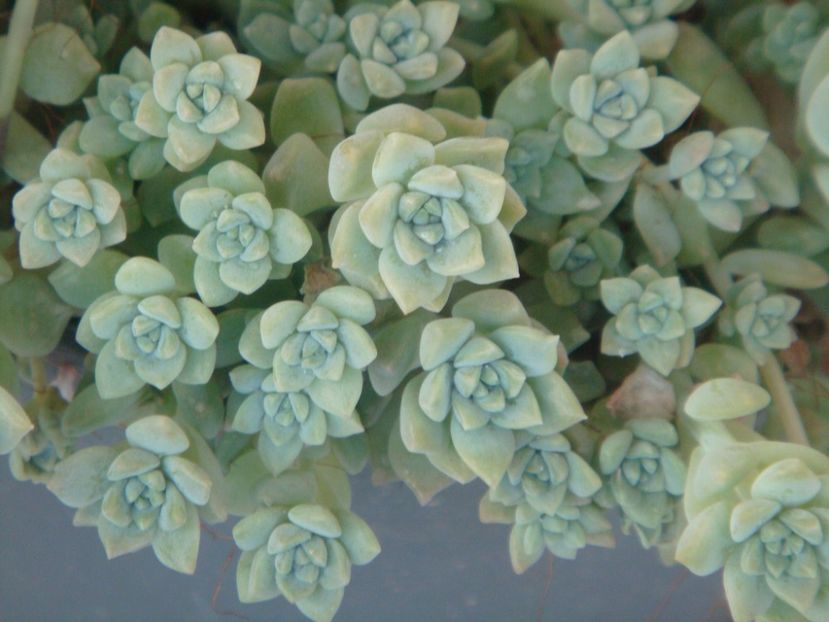 echeveria prolifica - 003-1 Suculente