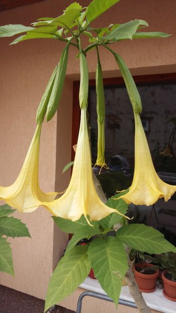1506519033442-594119792 - 2017 BRUGMANSIA