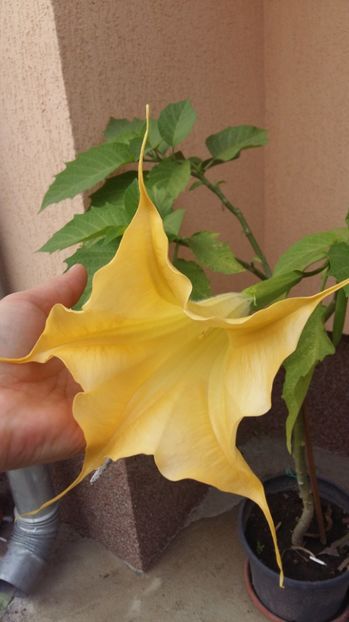 1506519069736-146984158 - 2017 BRUGMANSIA