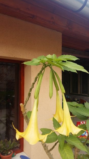  - 2017 BRUGMANSIA