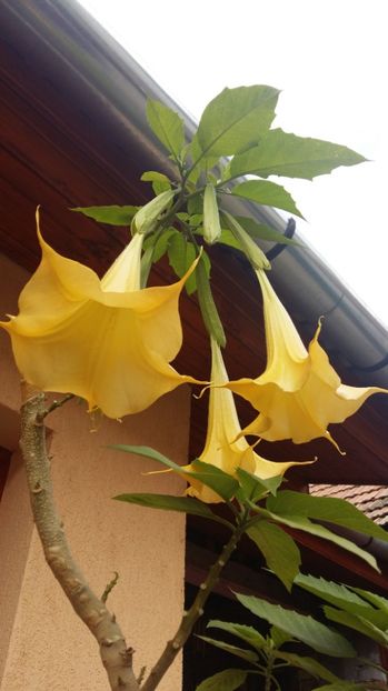  - 2017 BRUGMANSIA
