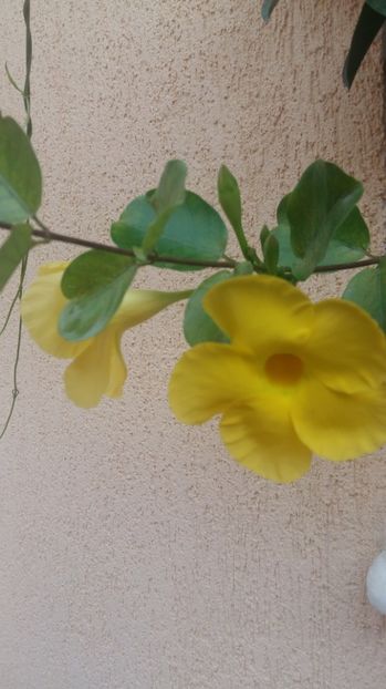  - 2017 DIPLADENIA GALBENA