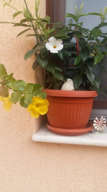 1506519671215-581799852 - 2017 DIPLADENIA