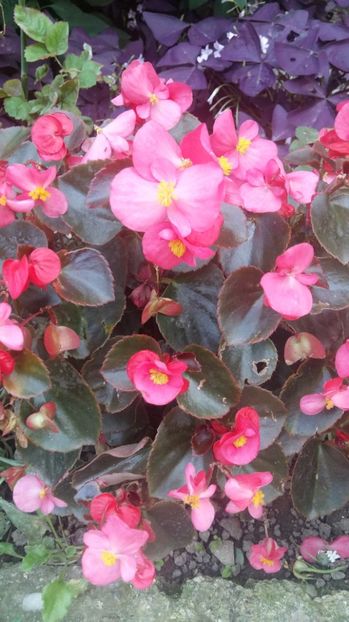 1506519775529-225370876 - 2017 ALTE FLORI
