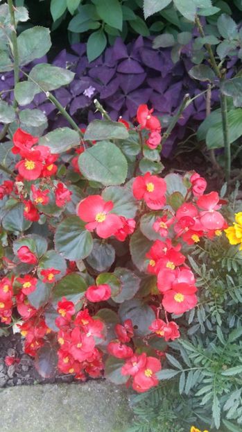 1506519790486-1831973145 - 2017 ALTE FLORI