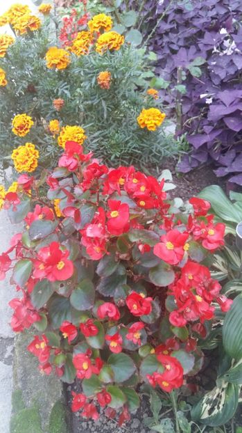  - 2017 ALTE FLORI
