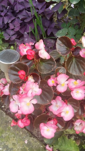 1506519826513-2009652319 - 2017 ALTE FLORI