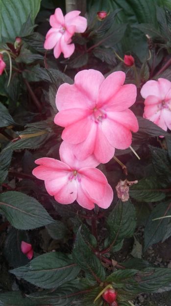 1506519866409-1173944108 - 2017 ALTE FLORI