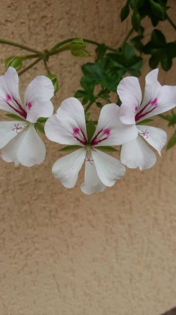  - 2017 MUSCATE ZONALE SI CURGATOARE