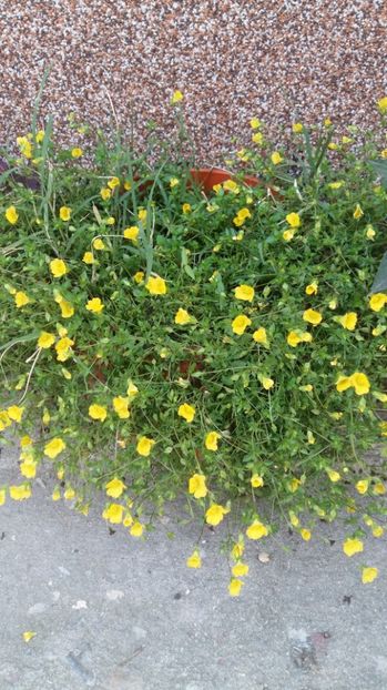 1506520271396-1853295083 - 2017 ALTE FLORI