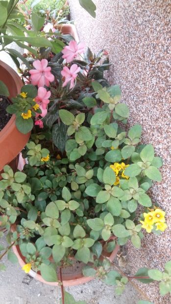 1506520290473-523318551 - 2017 ALTE FLORI