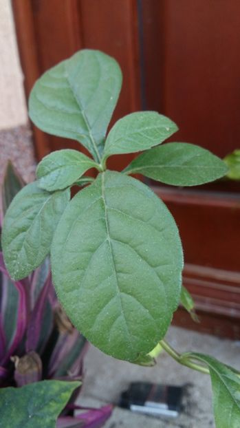 Clerodendron - 2017 ACHIZITII