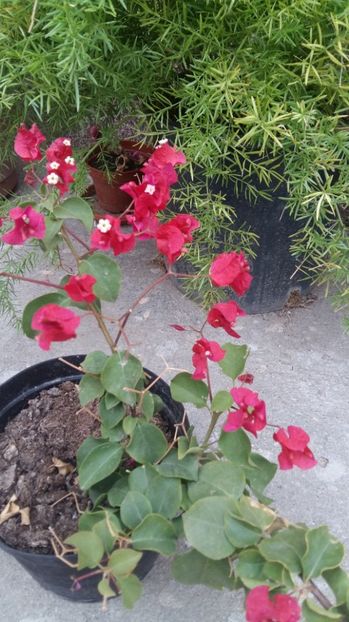 Bougavilea - 2017 ACHIZITII