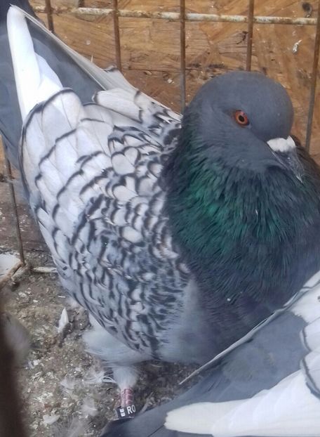 20170927_161749-1-1 - DE VANZARE