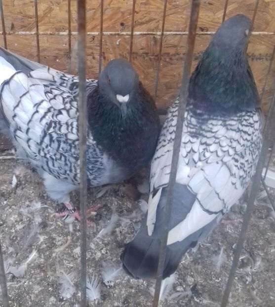 20170927_161723-1 - DE VANZARE