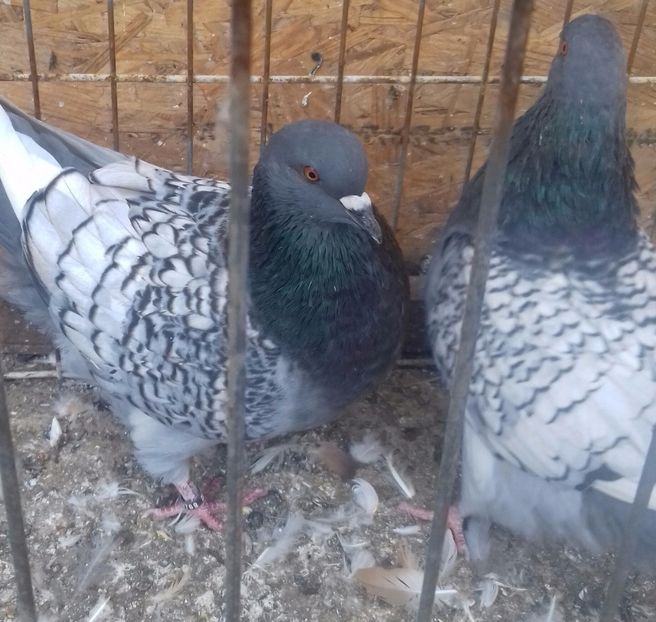 20170927_161722-1 - DE VANZARE