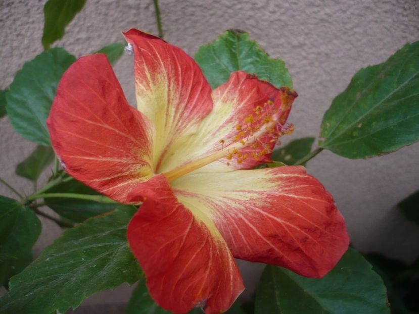 27.09.2017 - HIBISCUSI 2017-4