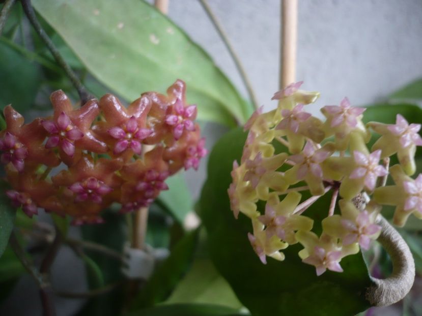 P1350085 - HOYA 2017