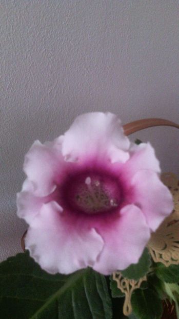 Pink picoote - 1GLOXINIA- 2017