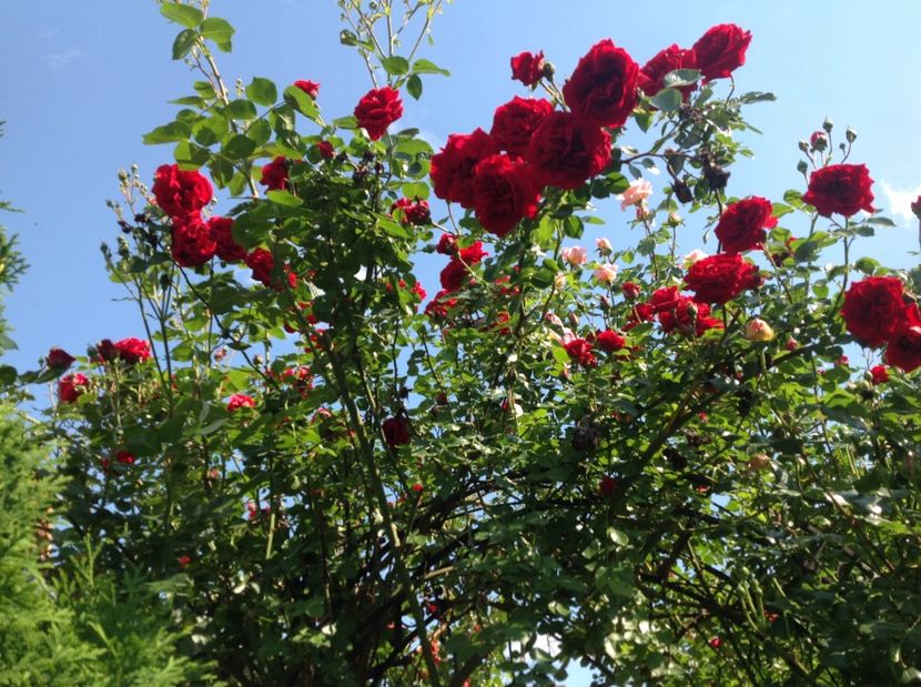  - arhiva cu gradina in timp