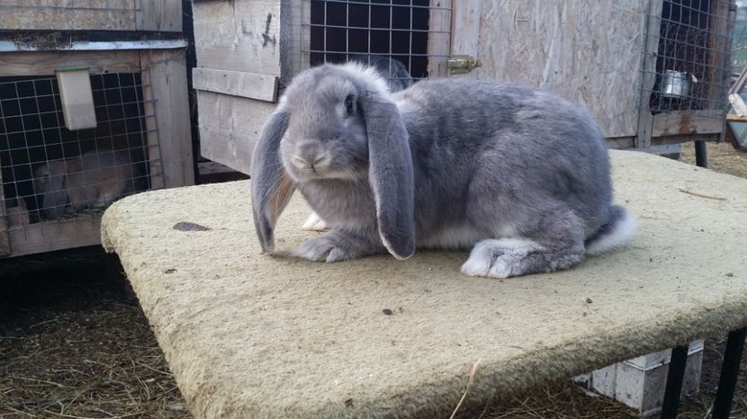  - F chinchila pe albastru