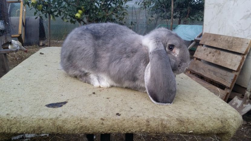  - F chinchila pe albastru