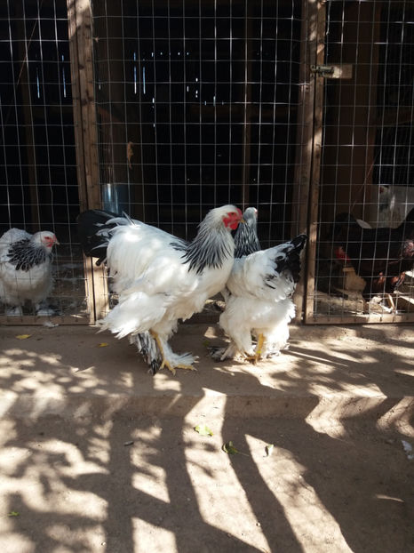  - AB_Pui si Tineret 2017