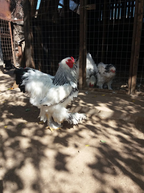  - AB_Pui si Tineret 2017