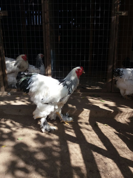  - AB_Pui si Tineret 2017