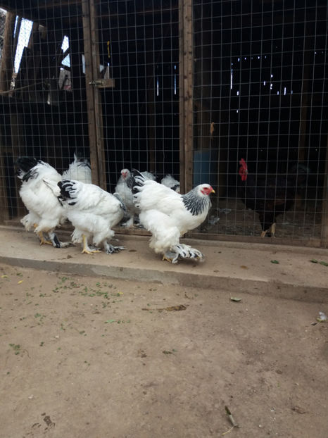  - AB_Pui si Tineret 2017