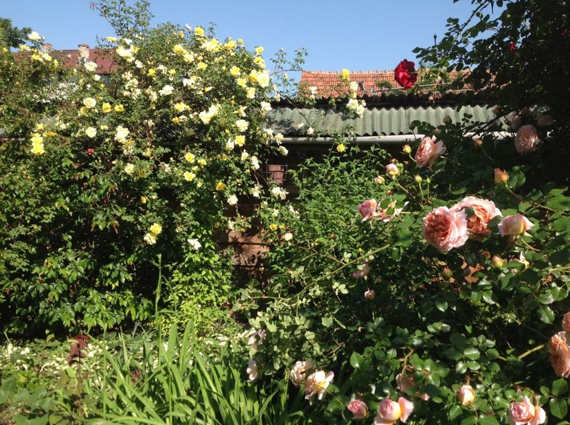  - Abraham Darby 2017 2018 2019 2020
