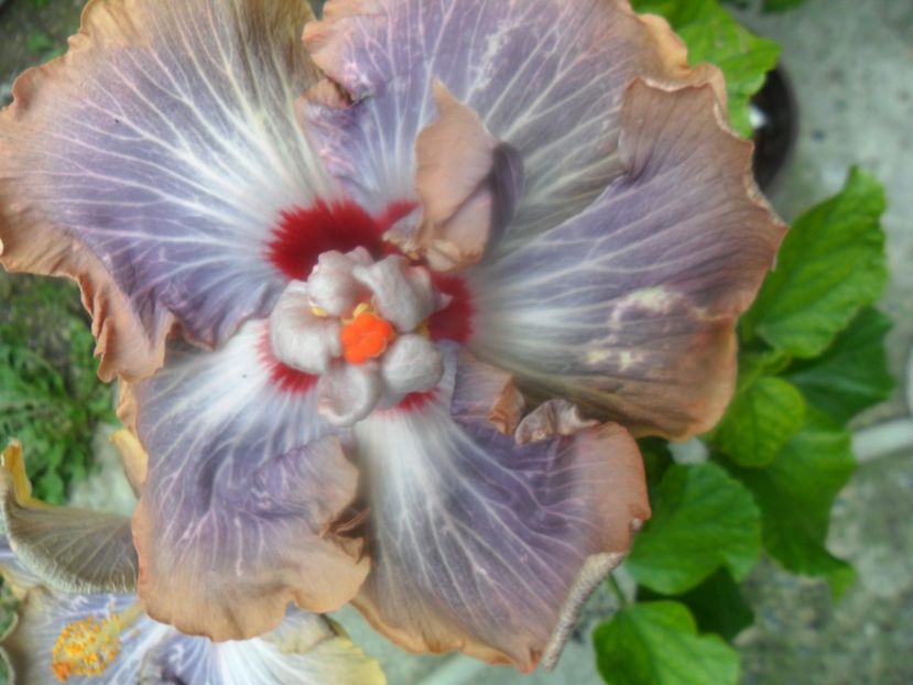  - hibiscusi 2017 8