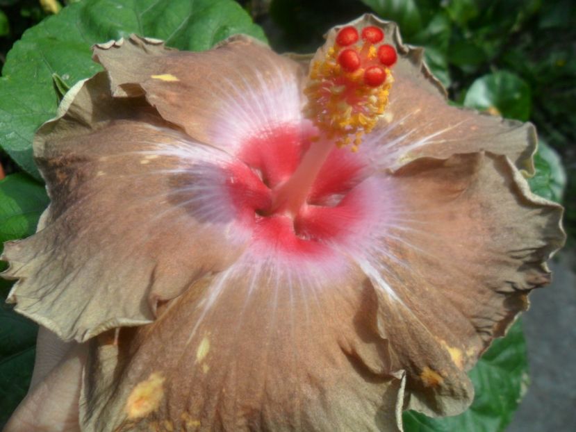  - hibiscusi 2017 8