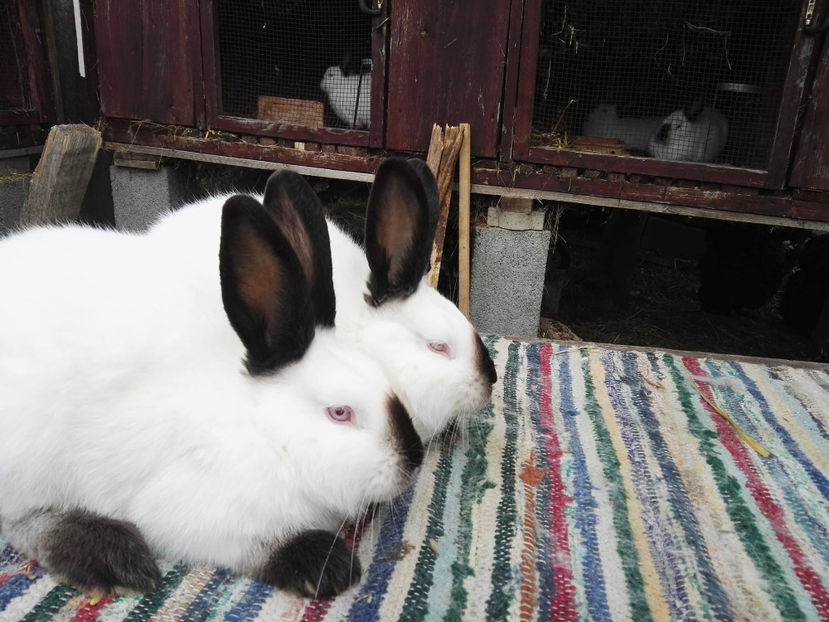 femele 5 luni - California