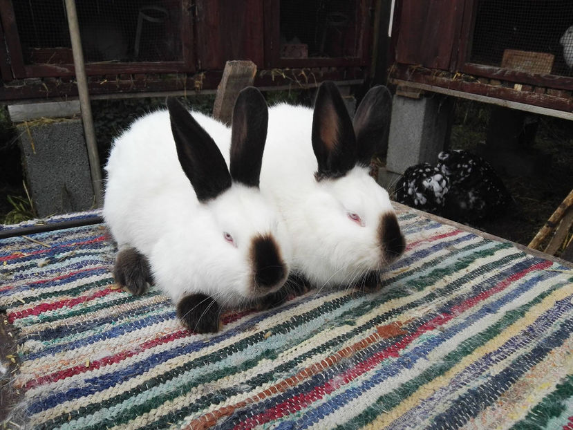 22092688_465328760532775_1075342496_o - California