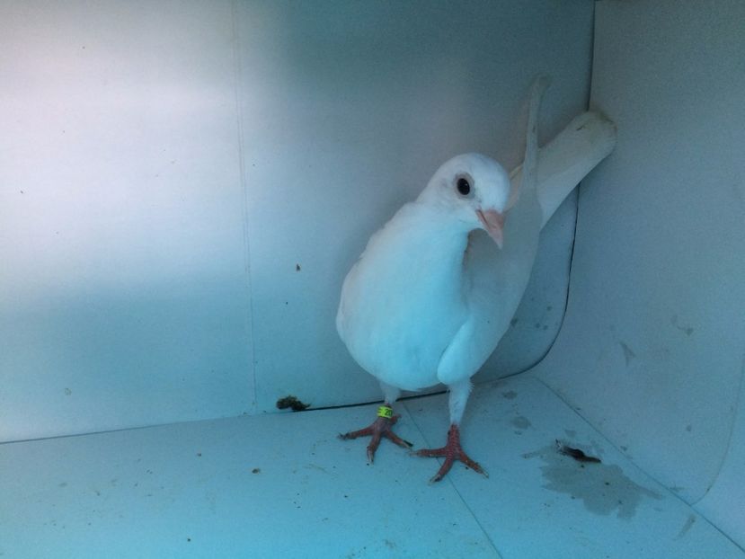 2059  mascul  2017 - Plecați ALBUM 1