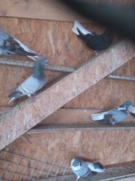  - Pt invidiosi ! Se stiu ei!