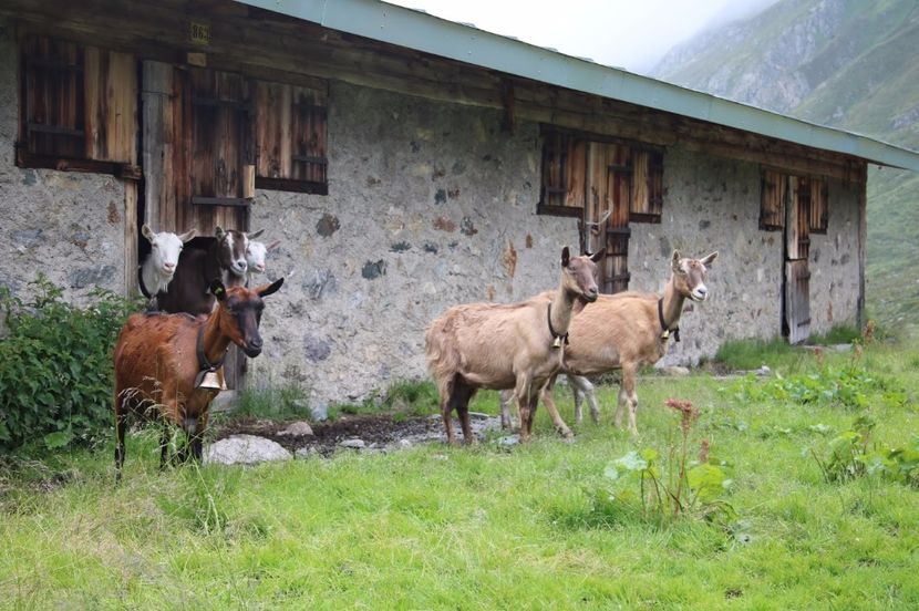 Adapostul caprelor-bdy7 - Rase de oi si capre poze deosebite 14