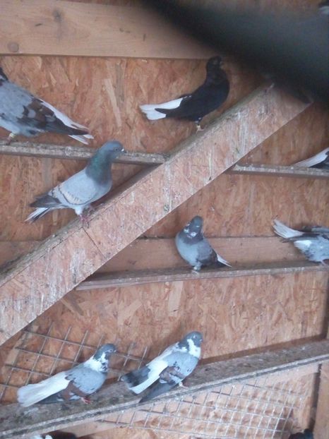  - Pt invidiosi ! Se stiu ei!