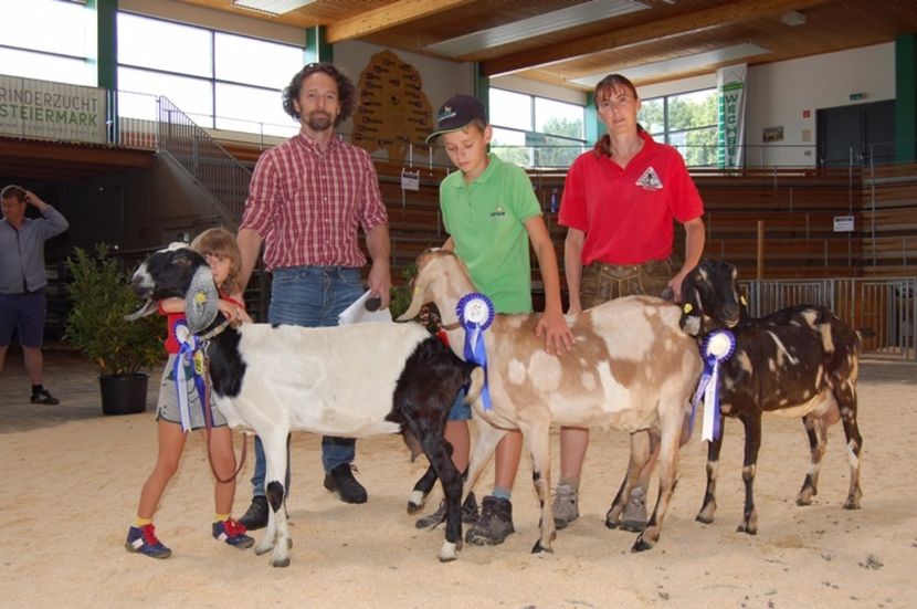 Anglo-Nubienele castigatoare-65 - Rase de oi si capre poze deosebite 14